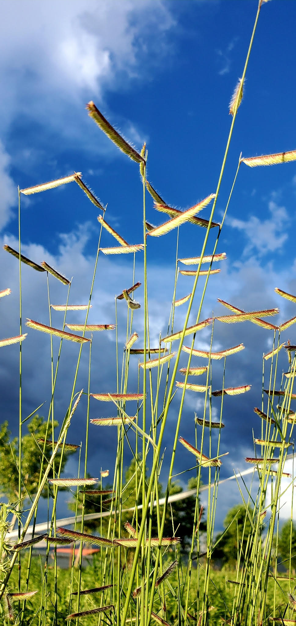 Grasses in front of sky